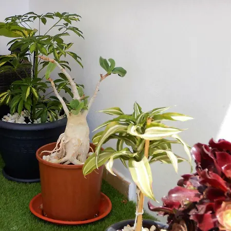 Sarah Διαμέρισμα Morro Jable (Fuerteventura)